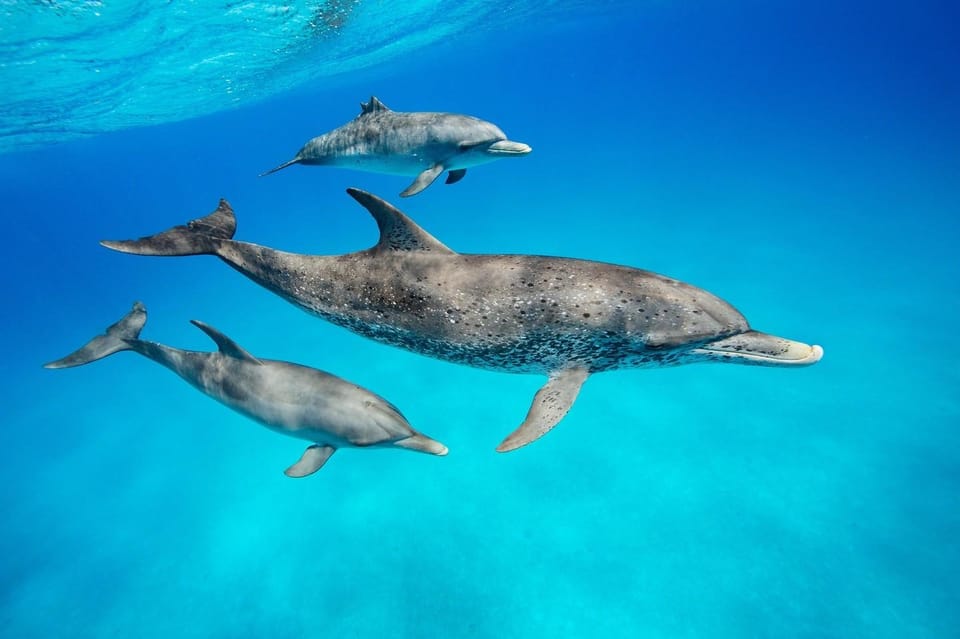Kizimkazi Dolphins Tour overview photo 1